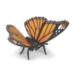 Monarch Butterfly