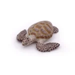 Loggerhead turtle