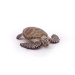 Loggerhead turtle PAPO56005