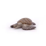 Loggerhead turtle PAPO56005
